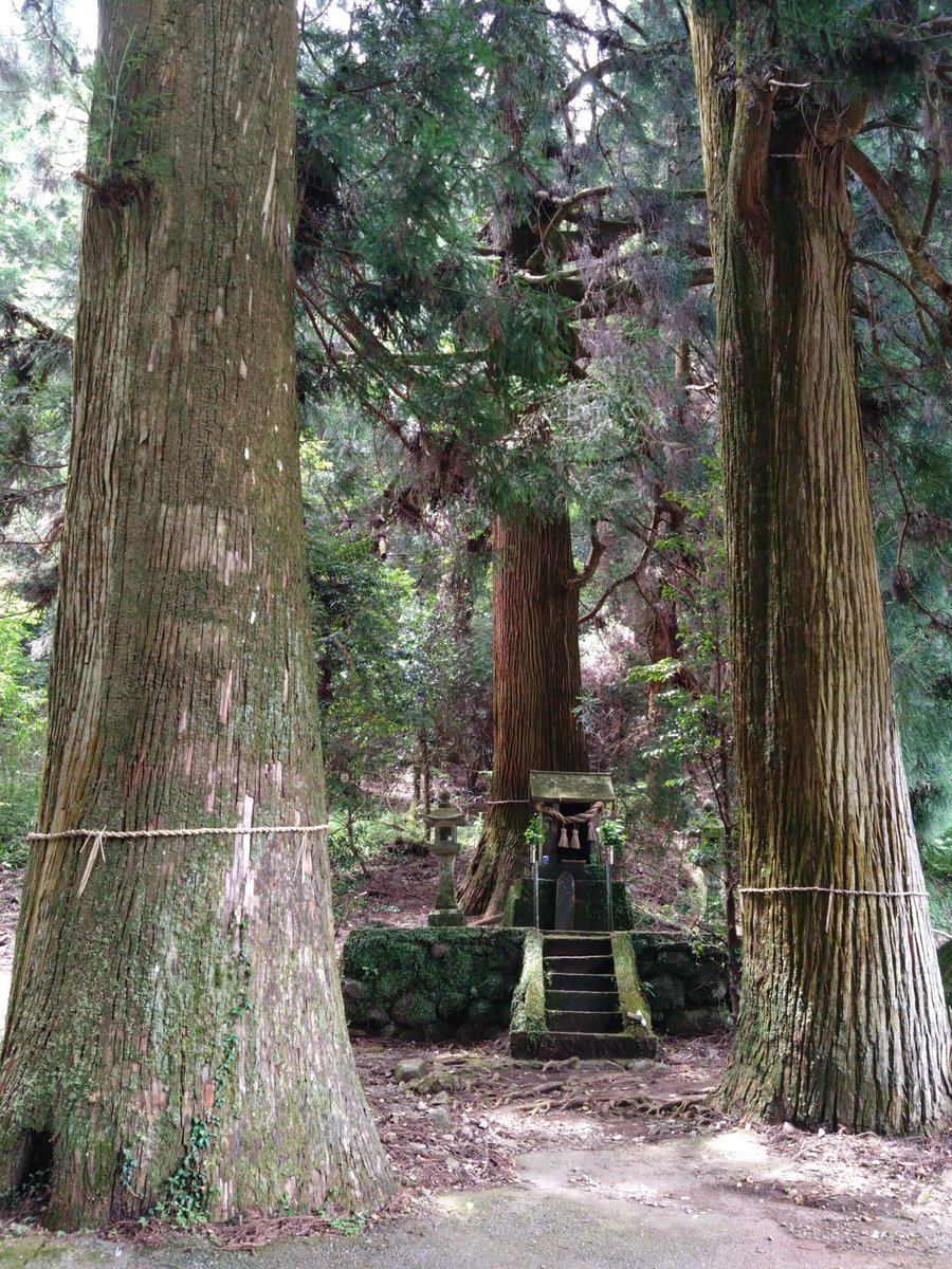 botreetee's tweet photo. 同じ敷地に、大きな3本の杉の木に囲まれた小さな祠がありました。
あとで調べたところ、#山神社 という神社でした。

それぞれの神社のネーミングも良き！苔むした感じがたまりません。

清流と木々の豊かな自然に包まれてとても癒される場所でした。
水も美味しい!

熊本県上益城郡御船町

2026.7.11 https://t.co/bFsPZgMfCE