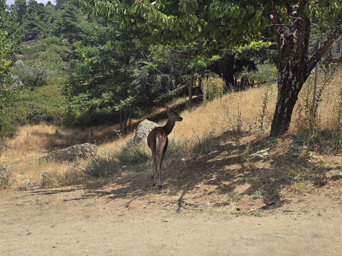 PabloDMZ's tweet photo. 📅 09/07/26
🌲Reserva natural Valle de Iruelas.
📍Las Cruceras. Barraco. Ávila.

❌️ Lo que no hemos cuidado.
❌️ Lo que no hemos protegido.
✔️ Lo que hemos perdido.

#IFSierraOeste
#IFSanMartíndeValdeiglesias 
#IFSanMartindeValdeiglesias 
#IFBurgohondo https://t.co/3IJB6yQ9YN