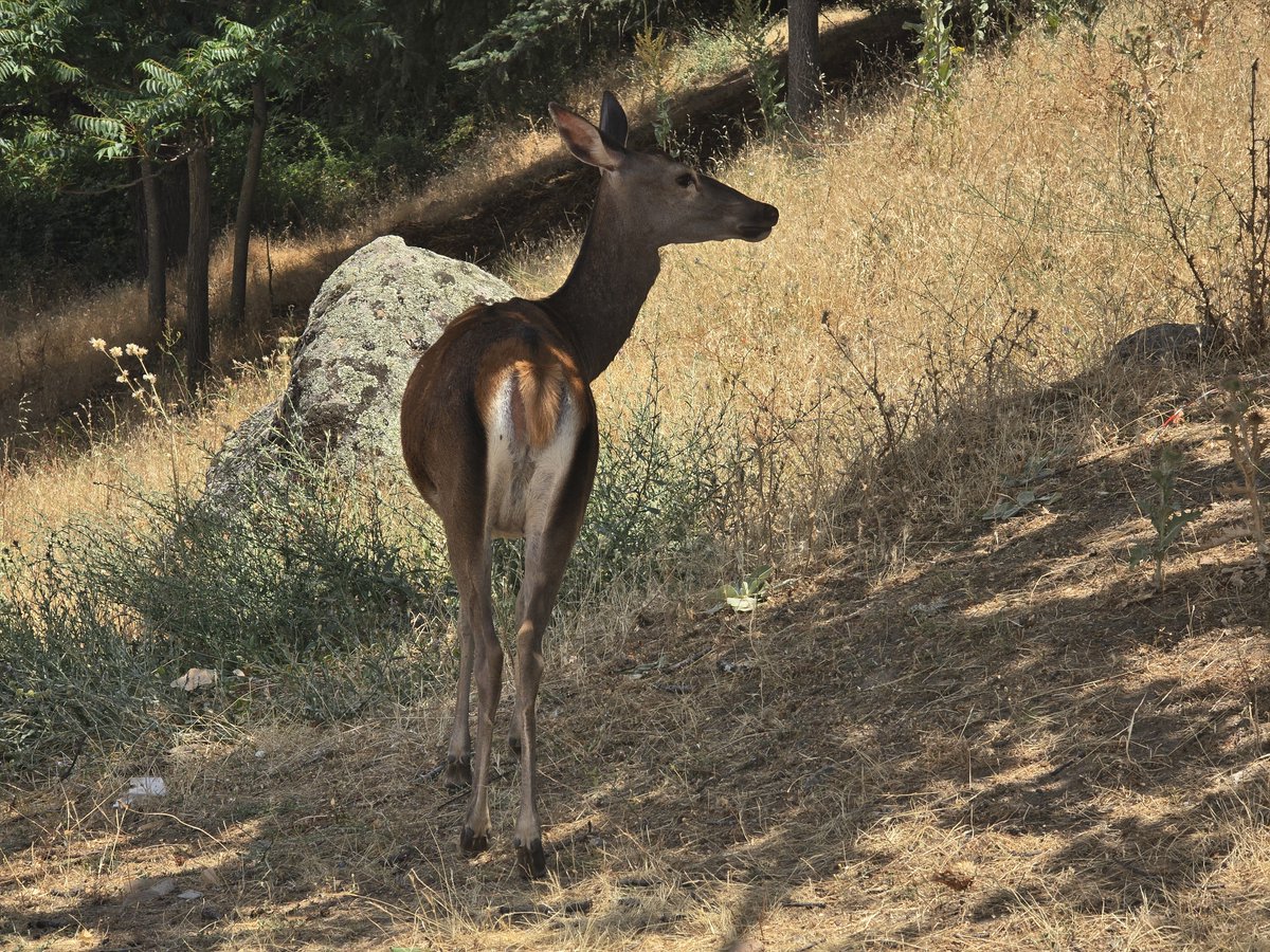PabloDMZ's tweet photo. 📅 09/07/26
🌲Reserva natural Valle de Iruelas.
📍Las Cruceras. Barraco. Ávila.

❌️ Lo que no hemos cuidado.
❌️ Lo que no hemos protegido.
✔️ Lo que hemos perdido.

#IFSierraOeste
#IFSanMartíndeValdeiglesias 
#IFSanMartindeValdeiglesias 
#IFBurgohondo https://t.co/3IJB6yQ9YN