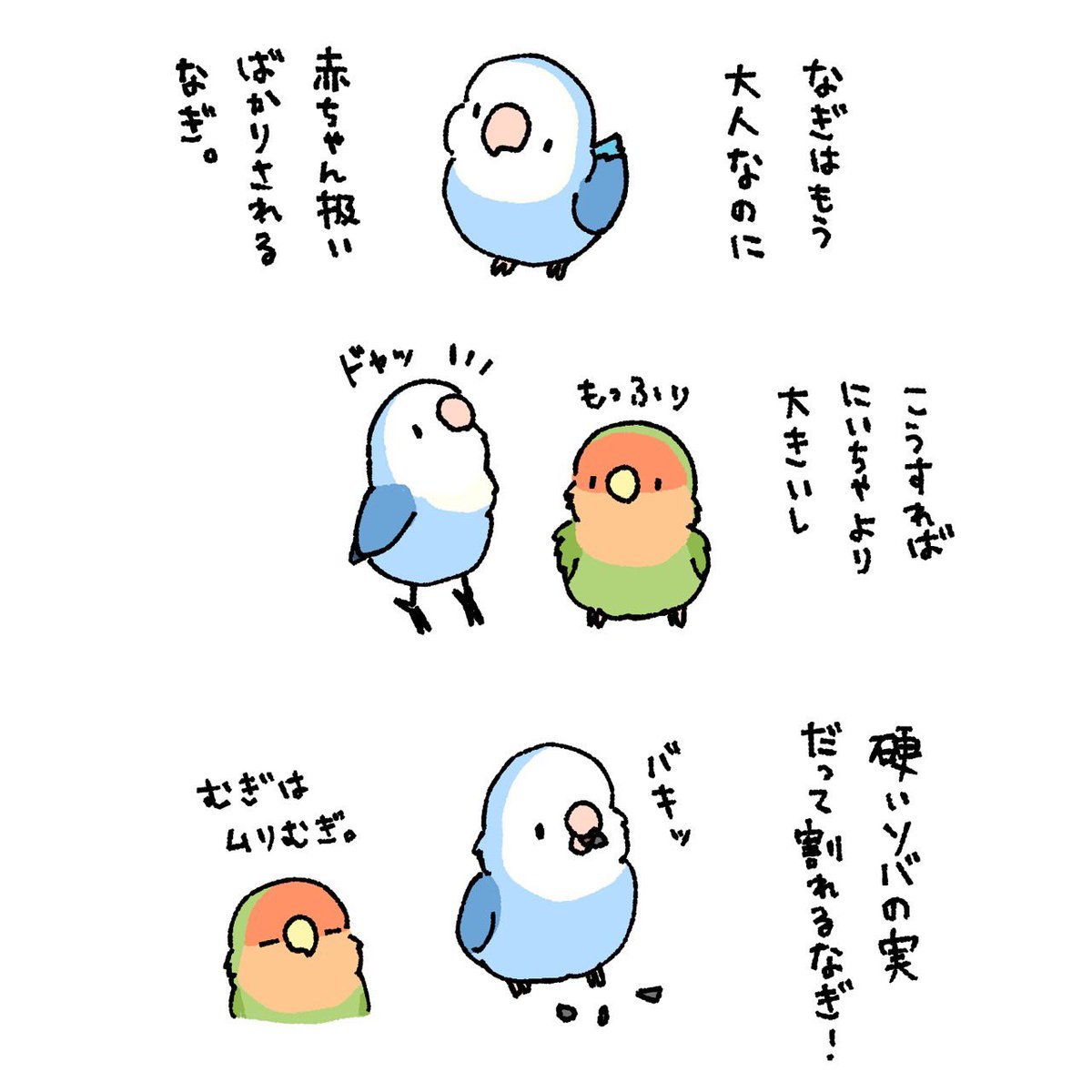 我が家の赤ちゃんの話🦜🩵 #かわなぎ
