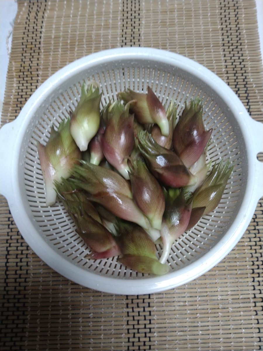chintonchan's tweet photo. 本日、今年3回目の茗荷の収穫！
誰か、茗荷はいらんかええ・・・？ https://t.co/nJgIrHvtSL