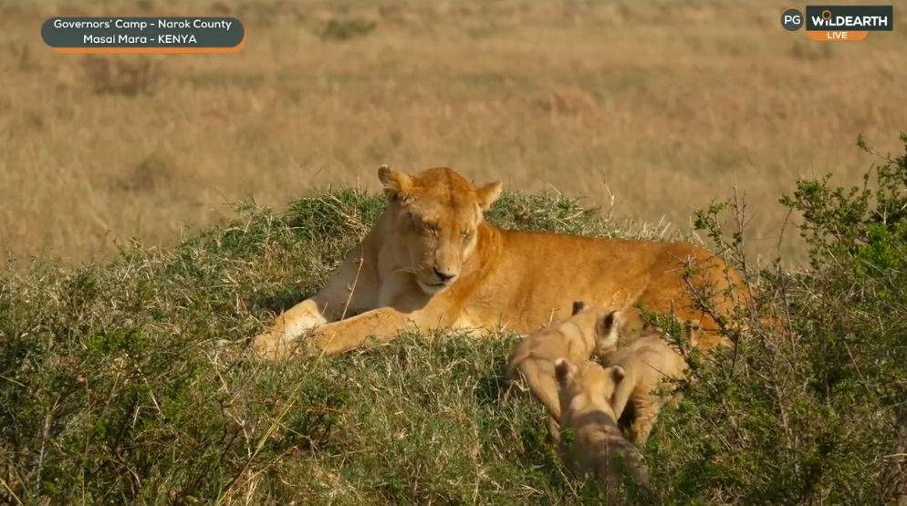 Elizespiky85's tweet photo. Beautiful Mamma Lola  #Wildearth https://t.co/MriBTNEff8
