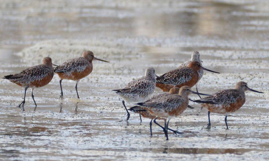 BirdsofBahrain's tweet photo. #Bahrain #Birds #Waders Bar-tailed Godwits, early returns https://t.co/WTkihcGQJg