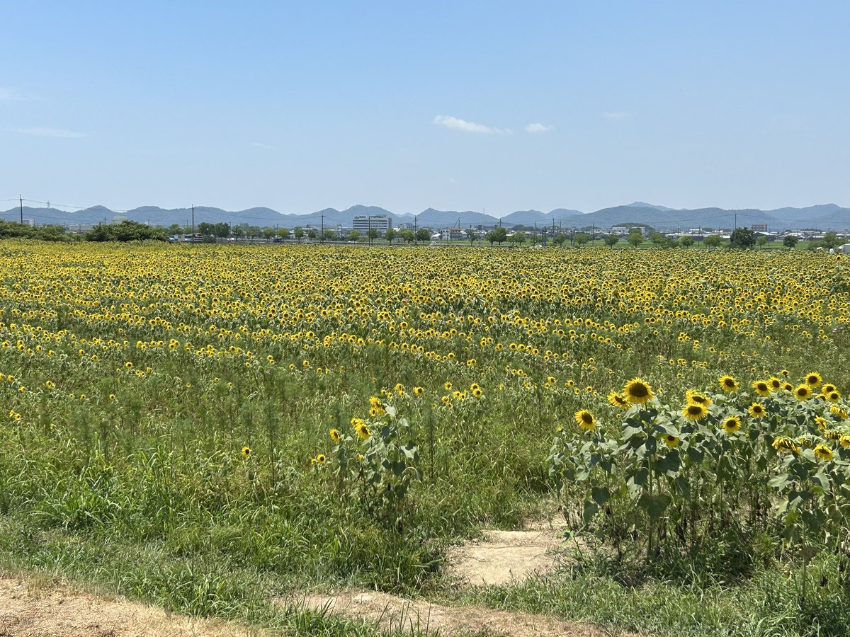 karunitasu3sei's tweet photo. ひまわり畑に行ってきた！
加工前と加工後に雲泥の差が現れるからそりゃみんな加工するわな🤔 https://t.co/vp6he45ceI