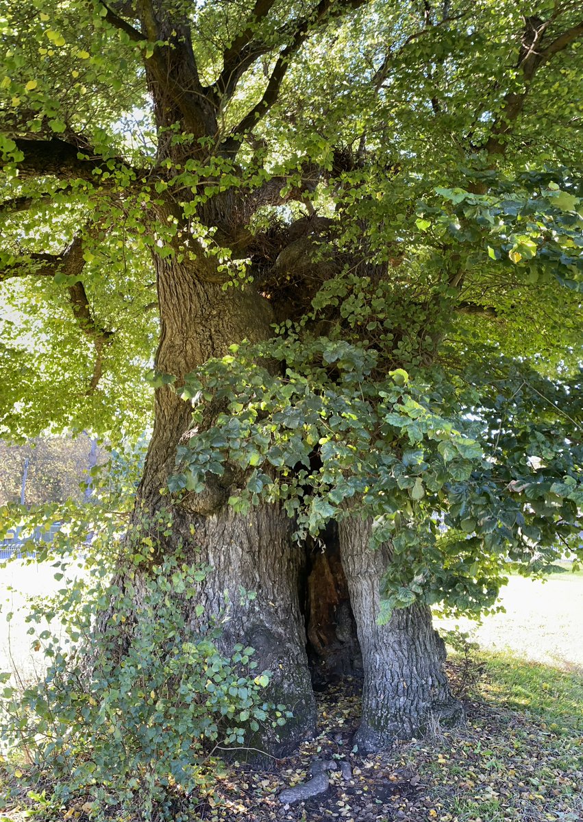 TiCLme's tweet photo. The oldest elm tree in the world and jewel of The National Elm Collection, Brighton’s surviving Preston Twin has been nominated in this year’s Tree of the Year competition

#GreatTreesof #Britain #GTOB 🏆🌳🇬🇧

#thicktrunktuesday

Vote: https://t.co/rdFJiFlKRm

@BrightonHoveCC https://t.co/niQDZOVBZp