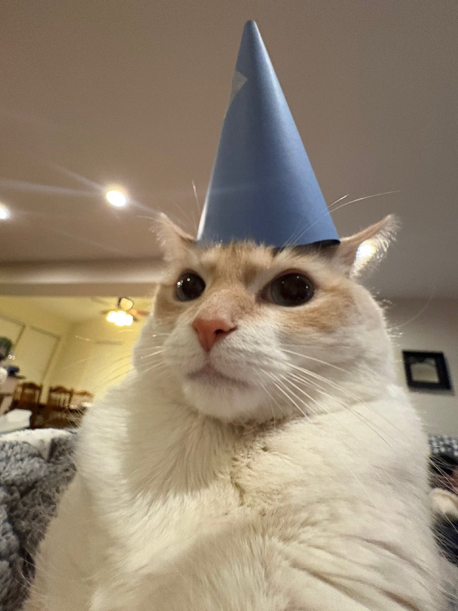 BestOfMeow's tweet photo. https://t.co/GnZZQDqR4y