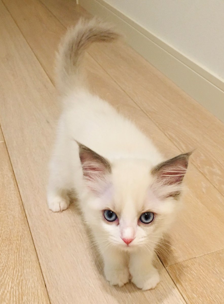 end_1031's tweet photo. 妹猫ちゃん生まれて二ヶ月くらいの写真です

通話中に邪魔してくるのは兄猫なので、この子はずっと良い子でした
具合悪いのも隠してたみたいです
今回の検査で生まれつき腎臓が一つしかなかったのも初めて知りました
今の病院に最初から通っていれば…とも思います
後悔先に立たず https://t.co/If9WAXiOiF