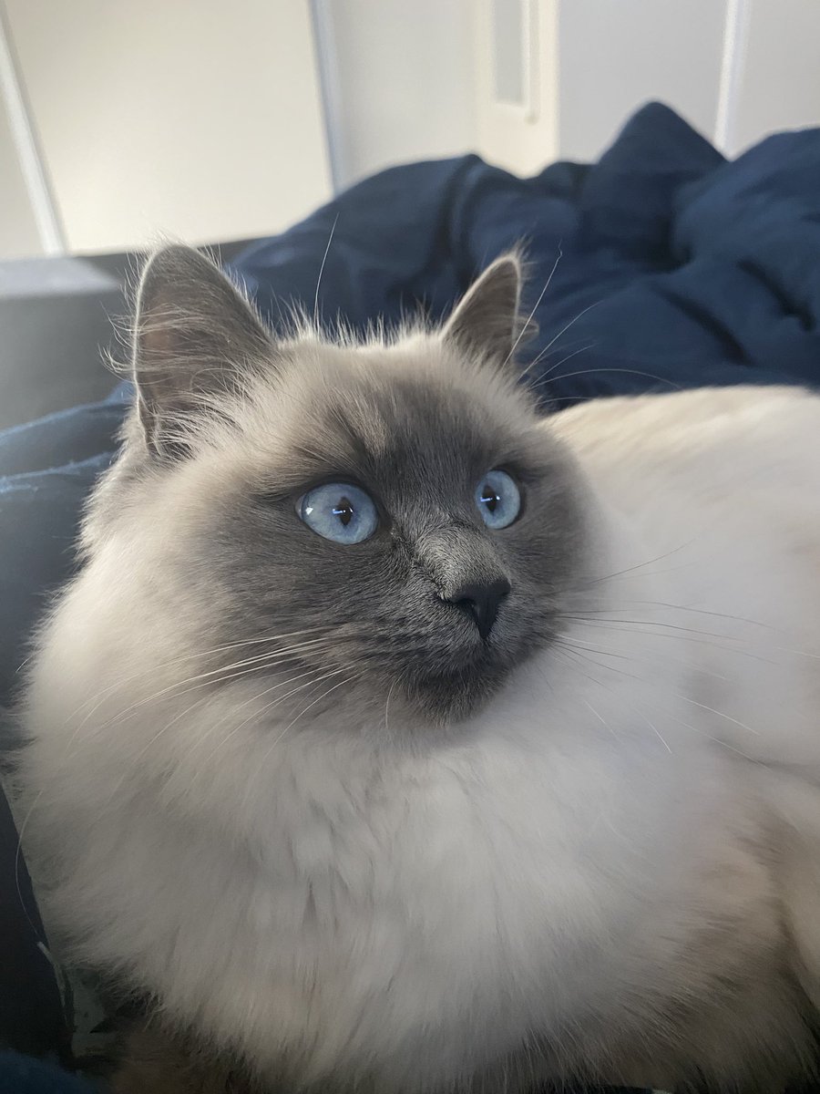 babeofbabylon's tweet photo. My gorgeous ragdoll baby https://t.co/PAaCGJcxv5