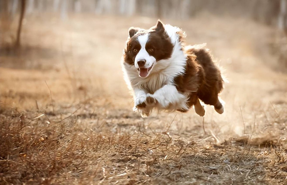 ShastaShon74840's tweet photo. From wobbly first steps to zooming around the yard—my tiny pup is growing up way too fast!  Love every messy, perfect minute with my fur baby.， https://t.co/yEKeTlkDrV