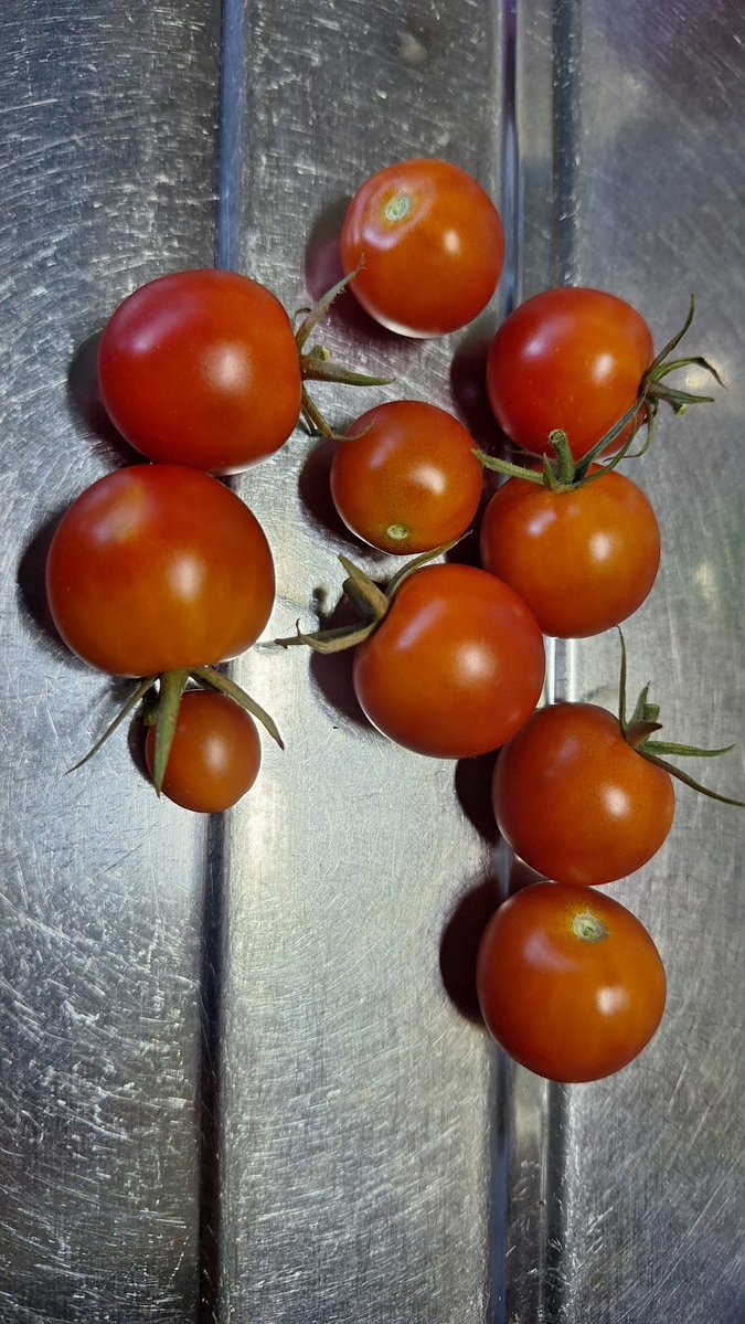 mamav_v's tweet photo. 本日収穫🍅

雷ヤバいな、絶対近くに落ちた…😱 https://t.co/eIJq3WTr4j