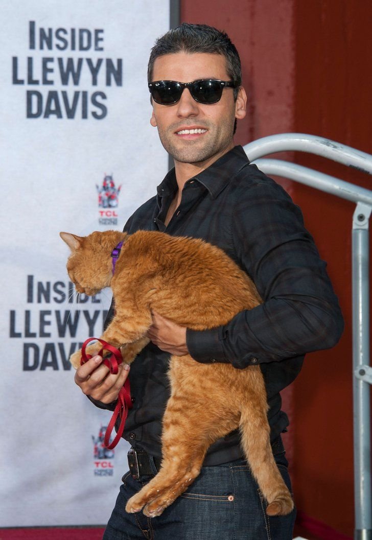 0asisupersonic's tweet photo. Oscar Isaac with a cat is something important to me 🤍 https://t.co/bIifmML0HR