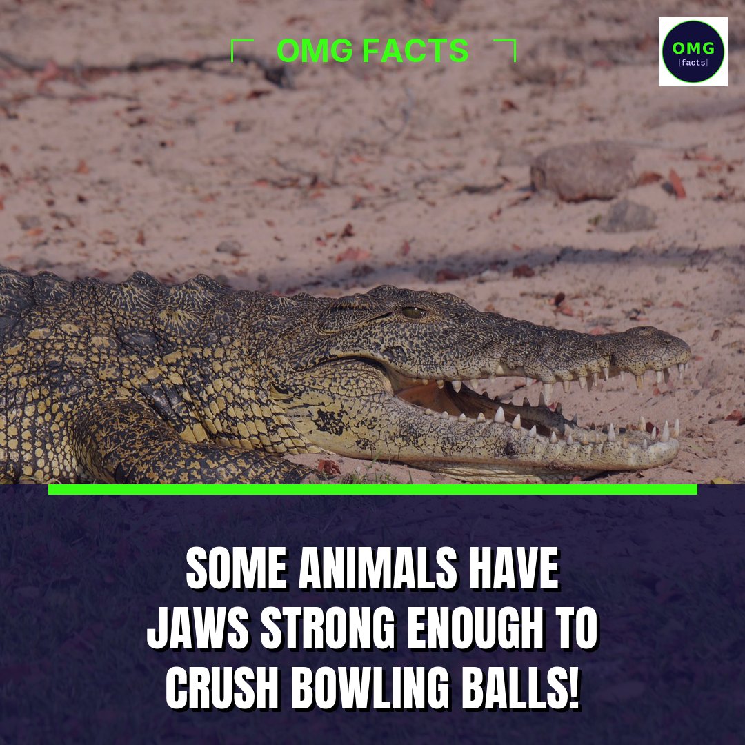 OMGFacts's tweet photo. 😱 SOME ANIMALS HAVE JAWS STRONG ENOUGH TO CRUSH BOWLING BALLS! That's right, certain creatures possess jaw strength that can outmatch even the toughest of materials. The mighty saltwater crocodile, for example, has a bite force estimated to be around 3,700 pounds per square inch https://t.co/QEvgqmvtHC