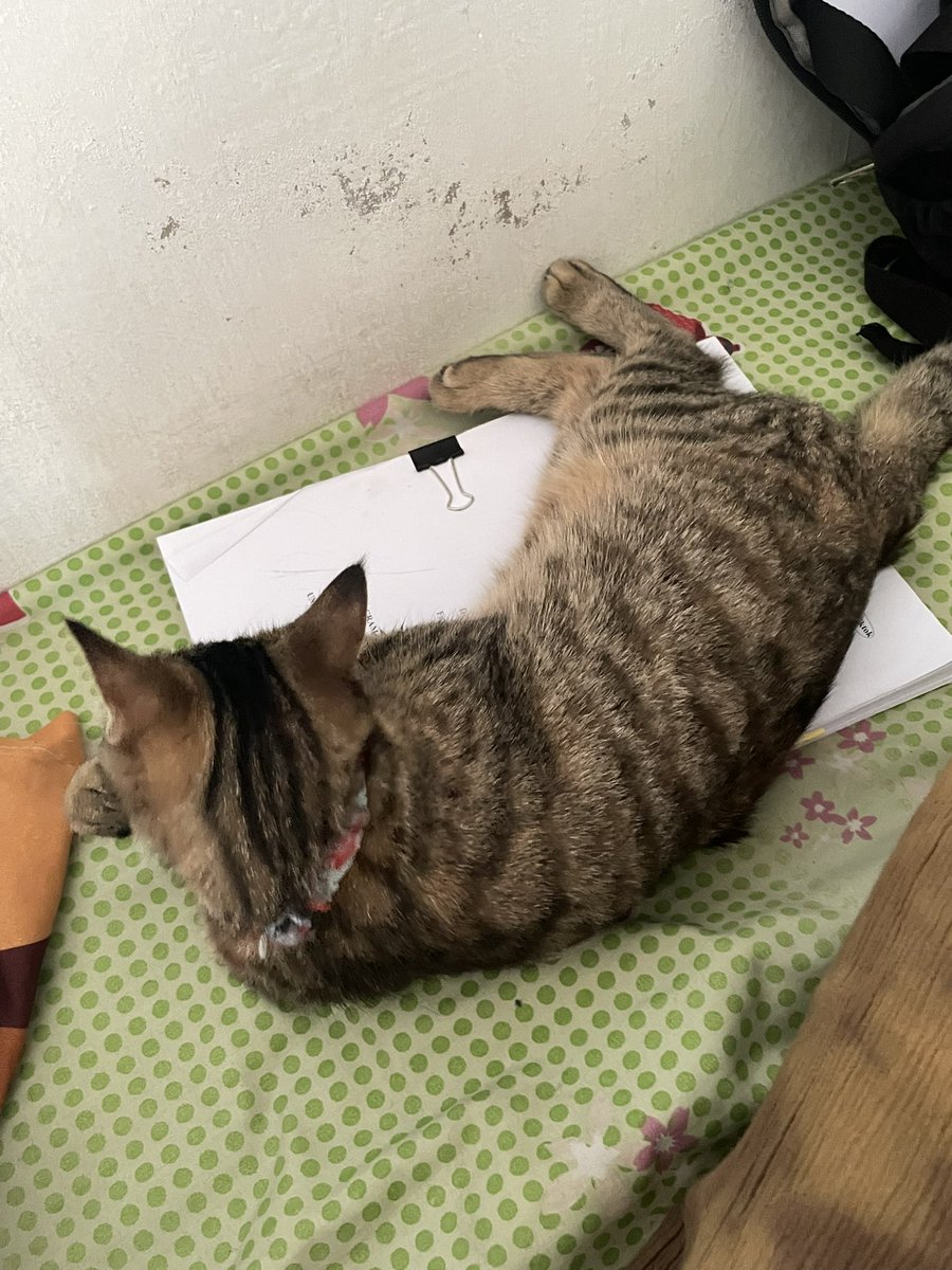 fiwraaa's tweet photo. bocahnya ikut campur bae
apa dia pengen skripsian kah? https://t.co/w0cCPpERNQ