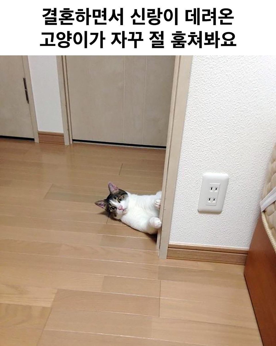 jtbs6ee's tweet photo. 결혼하면서 신랑이 데리고 온 고양이가 자꾸 절 훔쳐봐요.jpg

아니 진짜로 훔쳐보잖앜ㅋㅋㅋㅋㅋㅋ 귀여워죽겠다 https://t.co/zHrutc9cDd