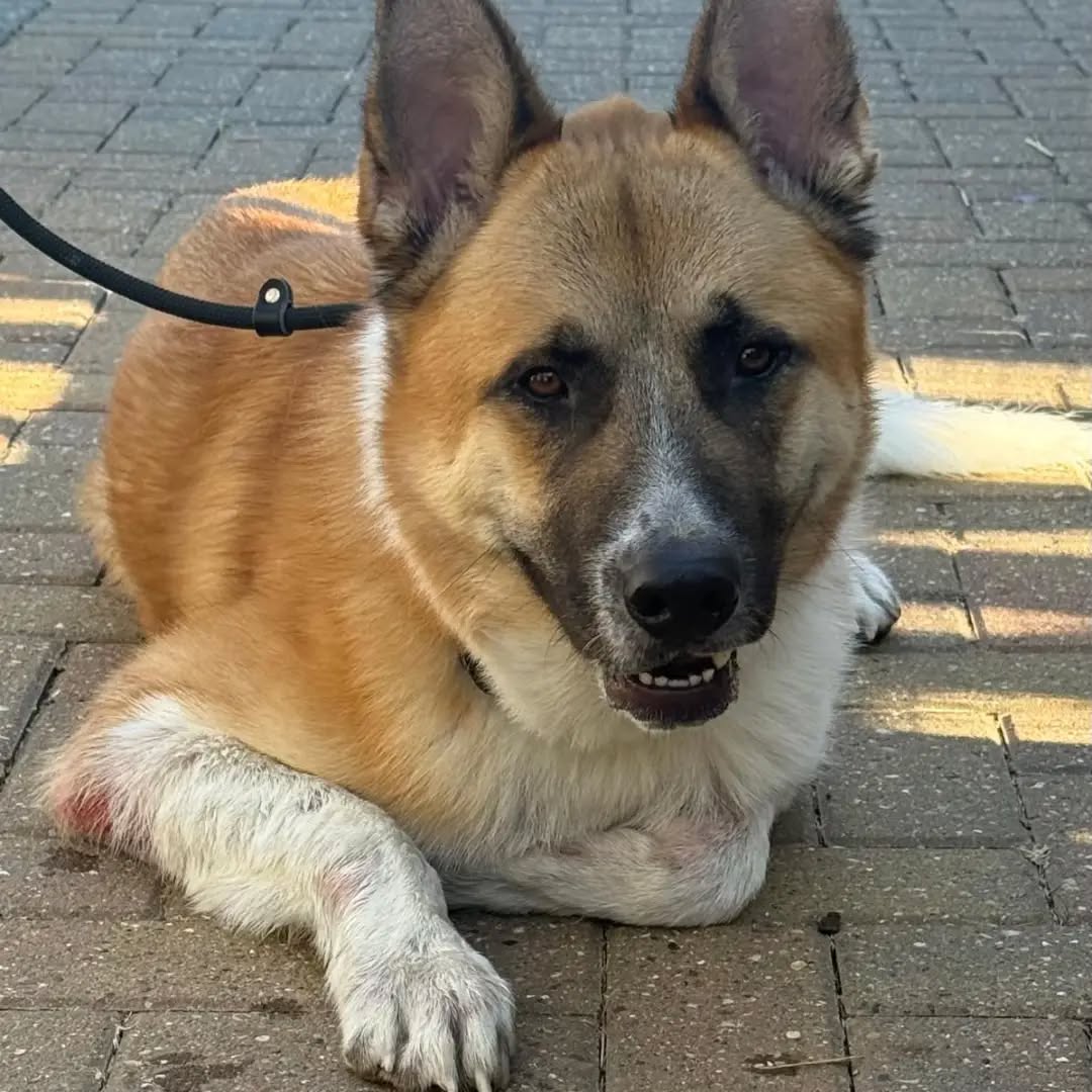 AdoptionsUk's tweet photo. Please retweet to help find the owner or a rescue shelter space for this stray/abandoned Akita, found #SHEERNESS  #Kent #UK 
Now in a council pound 28 July 2026 💔💔💔
Not available for adoption. If you can offer a rescue space, please contact Swale Council below or just share to help. 
Male Akita found straying by the canal in Sheerness.
Microchip not up to date
Proof of ownership will be required
Contact main council on 01795 417850

Original post and contact on facebook 👇
https://t.co/9XArR1AD92

#England #Ashford #Dover #Canterbury #Akita #AkitaRescue  #London #Wales #Scotland #dogs #rescuedogs #Chihuhua
@LurcherSOS
@NewmanDian1426
@rosiedoc666 @Nightowl400 #K9hour
@themayhew @AllDogsMatter @HopeRescue @WoodgreenPets
@gsrescueelite @team_greenacres
@WWPdogs @KatieAmess @AndrewRosindell
@RSPCA_PATeam
@DogsTrust
@Battersea_ @APDAWG1 @clarebalding
@domdyer70 @PeterEgan6
@ruskin147 @thismorning @NickDixonITV
@PatrickChristys @GBNEWS
@BenObeseJecty @MissingPetsGB @DogLostUK
@millypod1 @rosiedoc666 @lucydahlia
@JaneFallon @rickygervais
#adoptdontshop #Rescuedogs #Straydogs @Dogs4Rescue
@BestinDogs @LeilaniDowding