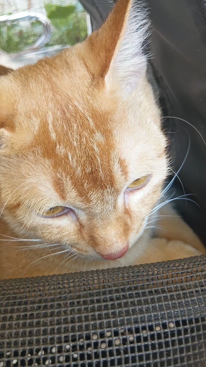 naoucci's tweet photo. [HELP RT / SHARE] 😔

Dicari kucing hilang, warna orange, jantan, di badannya rada botak soalnya lagi sakit. Terakhir diliat daerah laladon, ciomas, bogor. Sekitaran puskeswan laladon. 

Kalau ada yang lihat dan nemu, bisa hubungi aku. Ada imbalan. Tysm 🫶 https://t.co/Fi7G8yN8rB