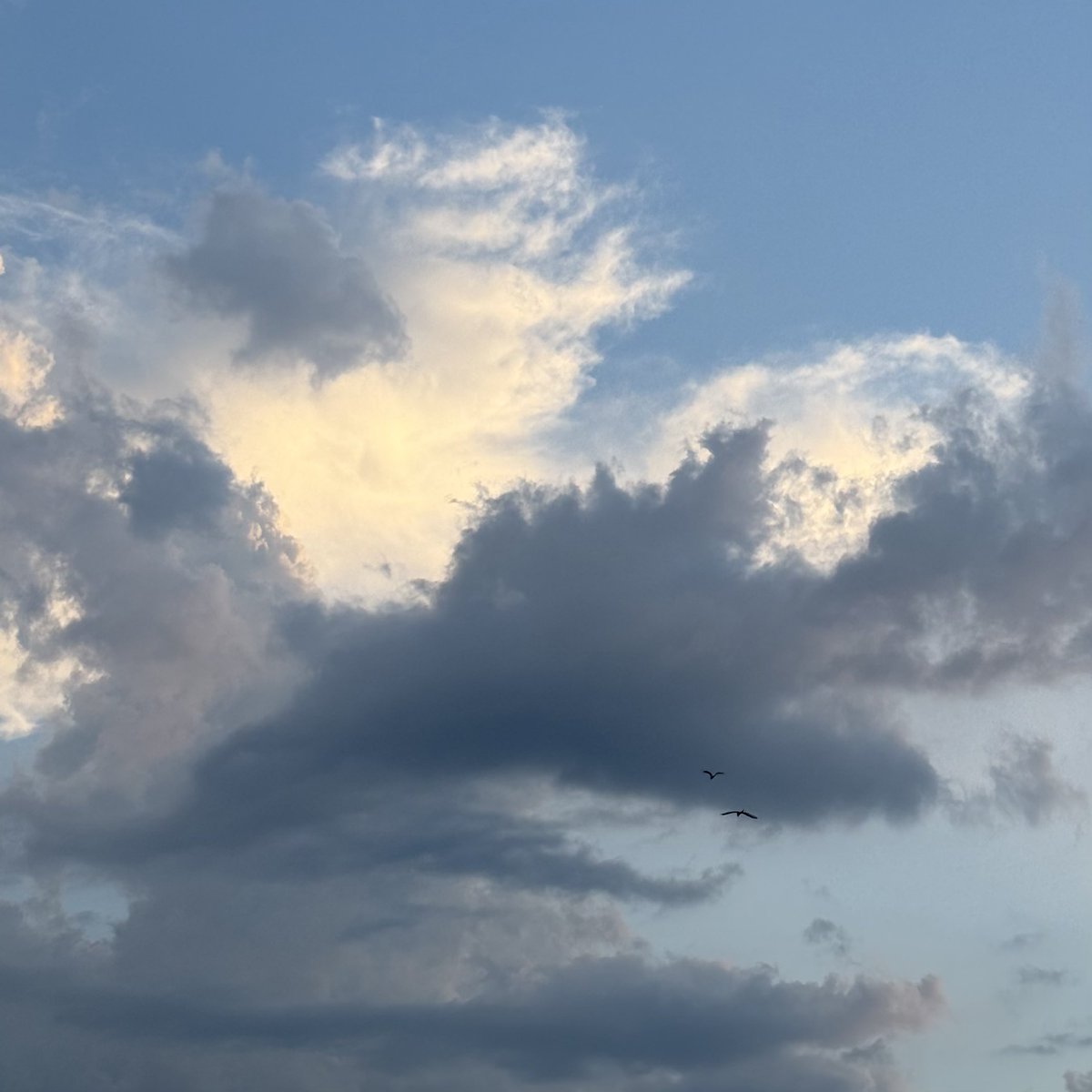MiruBorder's tweet photo. 夏らしい

夏空、夏空、散歩拒否犬、夏空 https://t.co/CnkYJJAQub