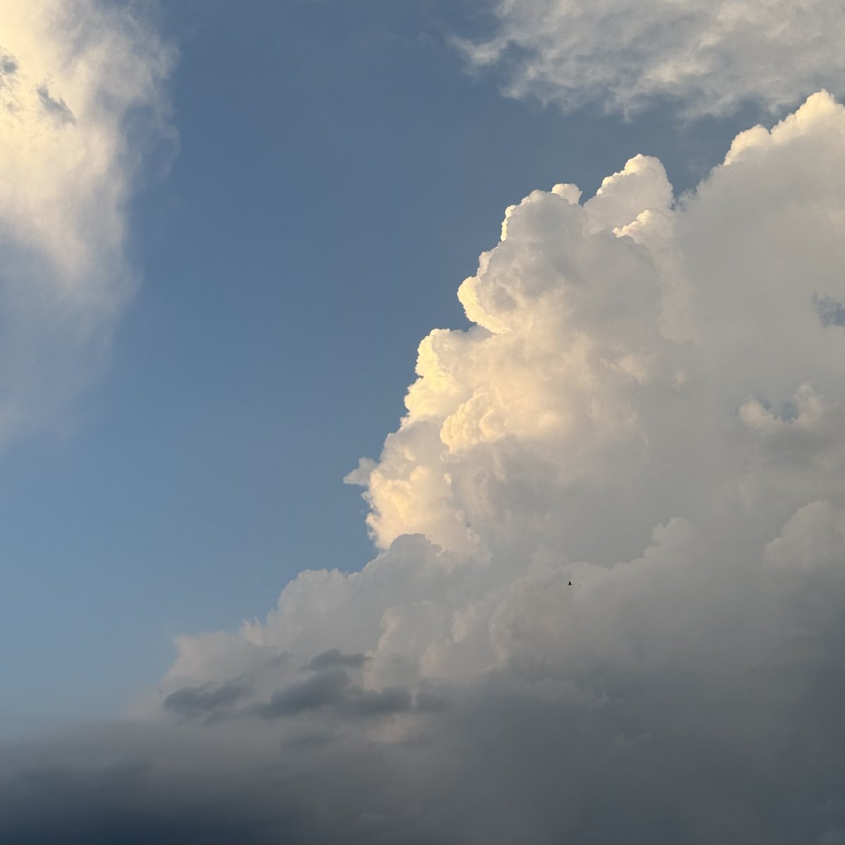 MiruBorder's tweet photo. 夏らしい

夏空、夏空、散歩拒否犬、夏空 https://t.co/CnkYJJAQub