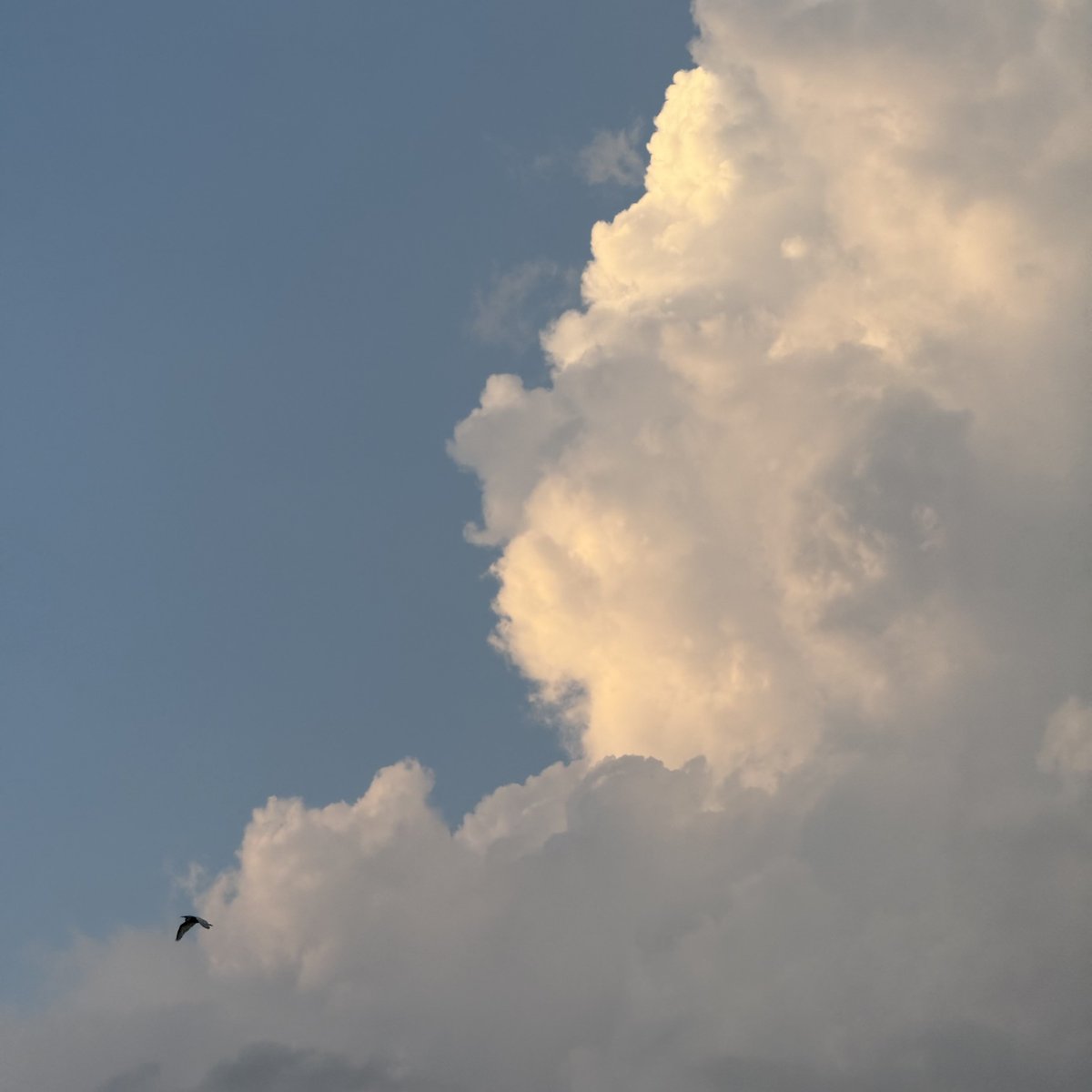 MiruBorder's tweet photo. 夏らしい

夏空、夏空、散歩拒否犬、夏空 https://t.co/CnkYJJAQub