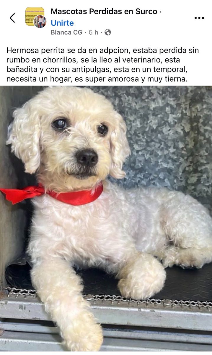 kabulkdm's tweet photo. Perrita encontrada en #Chorrillos necesita un hogar urgente está bañada es muy tierna ayúdenla 🙏🏻‼️@incondic_peru @RotafonoRPP https://t.co/z5ISpUxkjr
