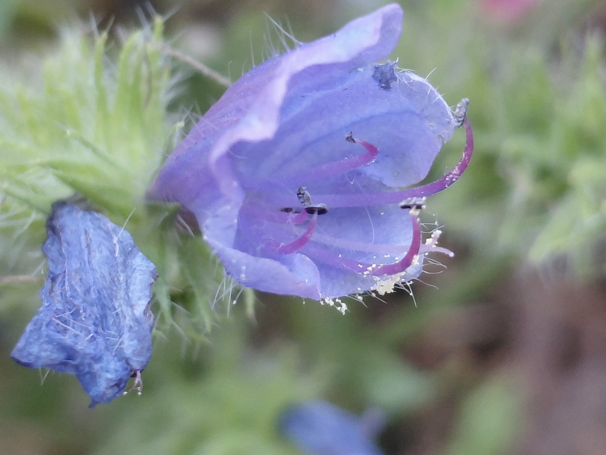 AntheaJames3's tweet photo. #GoodMorningAll a very happy Tuesday. The #VipersBugloss is slowly fading away until next year, but still good for #TuesdayBlue Have a great day 🥰🦋 https://t.co/IXh7aCmgoe