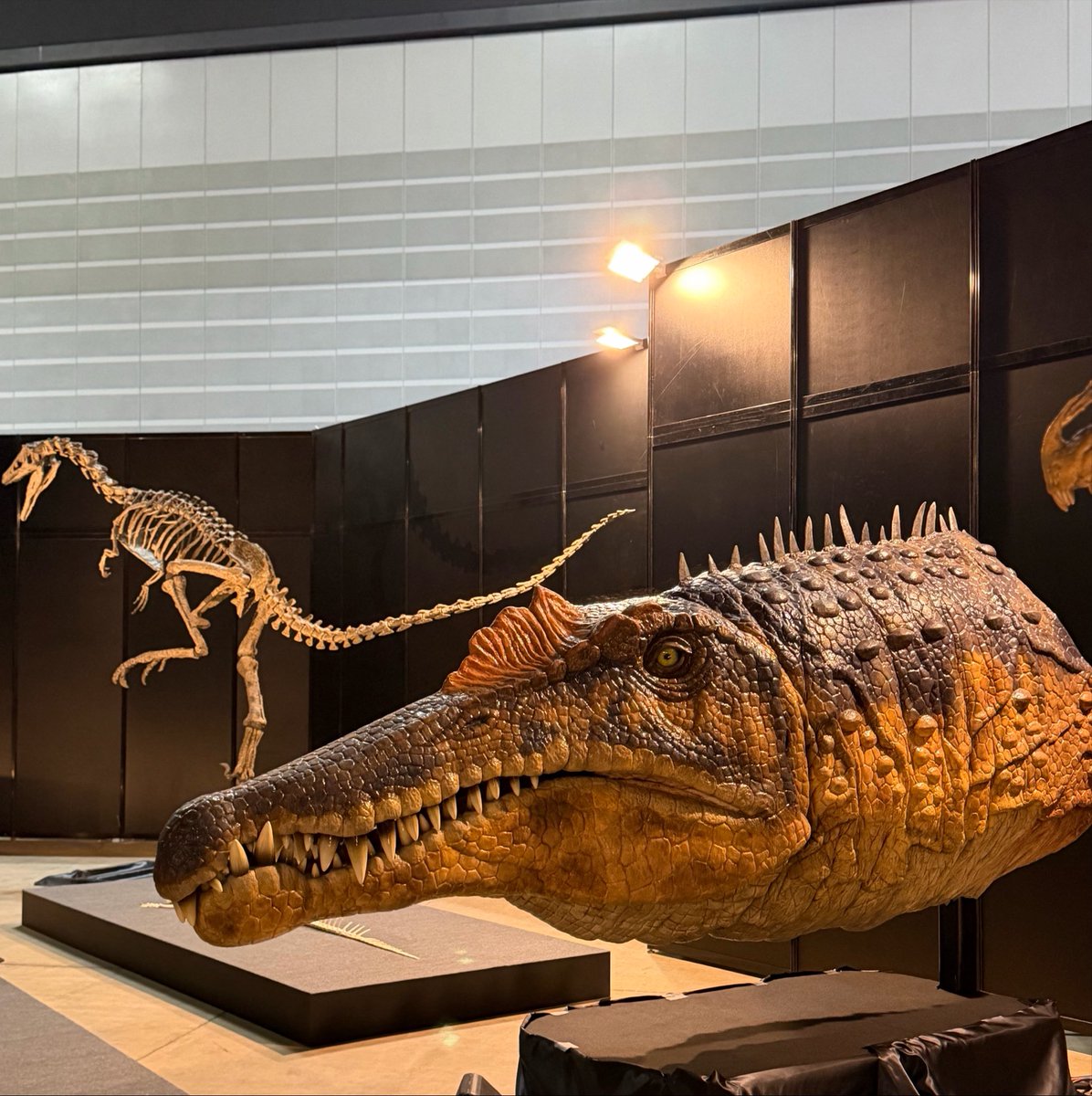 sympa_gnu2247's tweet photo. スタジアム外れちゃった悲しみ��、
推し👦との推し活🦕で埋める🥺

コスモワールドでコースター乗って帰ってきた🍌 https://t.co/f1ioPoAP8K