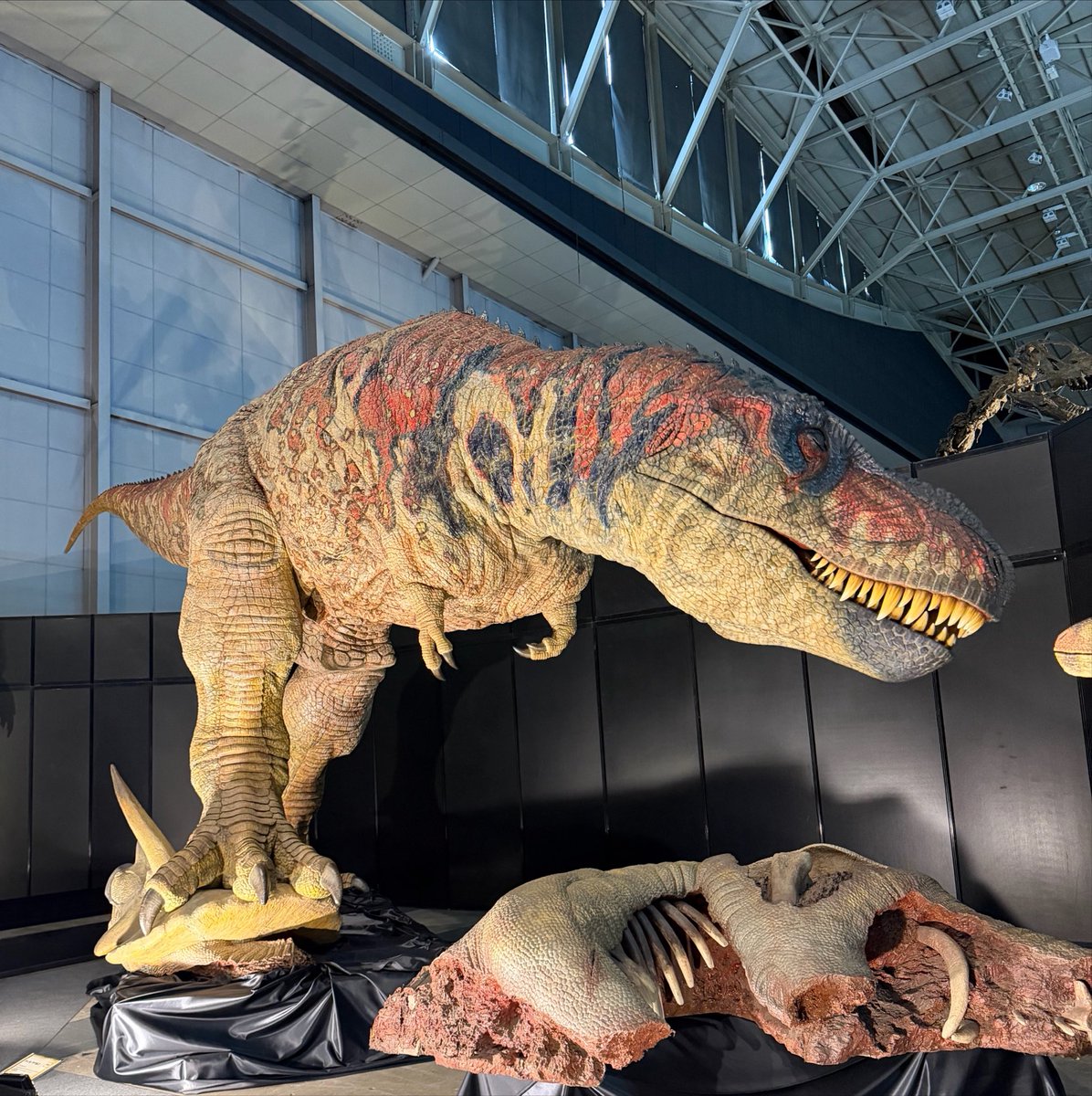 sympa_gnu2247's tweet photo. スタジアム外れちゃった悲しみ��、
推し👦との推し活🦕で埋める🥺

コスモワールドでコースター乗って帰ってきた🍌 https://t.co/f1ioPoAP8K