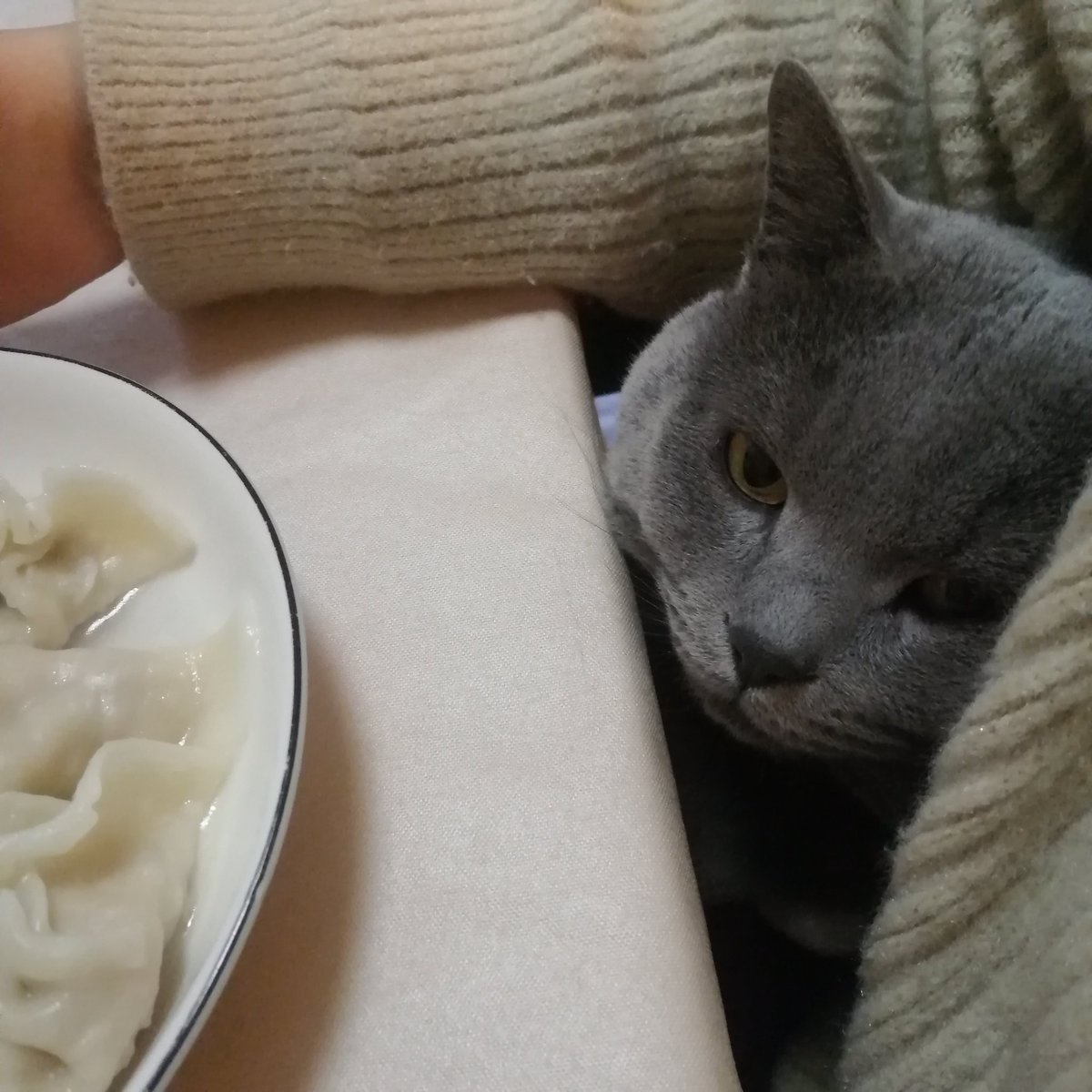 simi_puyiweide's tweet photo. 家里的猫猫狗狗 https://t.co/U6eFrqZBmo