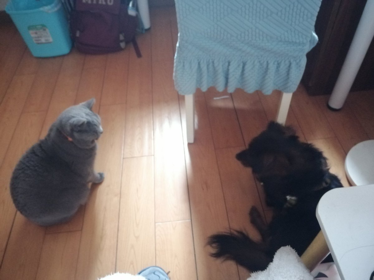 simi_puyiweide's tweet photo. 家里的猫猫狗狗 https://t.co/U6eFrqZBmo