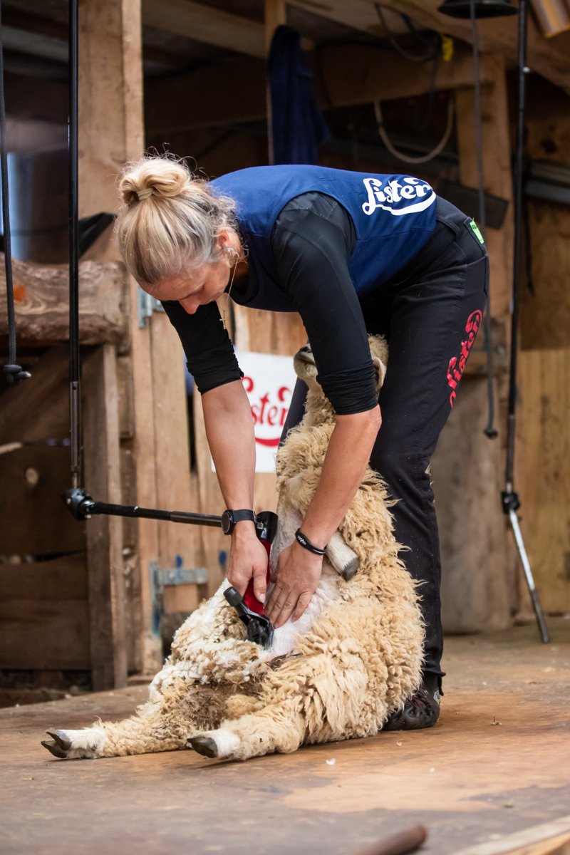 SamaHoole's tweet photo. The obvious answer to losing our foreign shearers is to simply train our own. Britain already does. Training was never the problem, and here is what actually is.

The country has fourteen million breeding ewes and about three months to shear them, because the fleece has to come off in a short warm window or the animal suffers. A mountain of work crammed into one season, then nothing for nine months.

So think like someone weighing up the trade. You spend years mastering one of the hardest physical skills in farming, shearing hundreds a day with calm hands and no harm to the animal, and the reward is twelve brutal weeks in summer and three quarters of a year with no work and no money. Nobody builds a life on that. So they don't, and who could blame them.

The shearers who fly in have solved the one problem Britain cannot. A top shearer works four countries a year, New Zealand, America, Britain, Australia, three months in each, chasing the season round the planet until twelve weeks becomes fifty. That is what makes it a career instead of a summer job, and no single country can recreate it, because no single country has more than one season.

There used to be British gangs on this circuit. Contractors who travelled, who trained the next lot, who knew every shed in the dale. That world thinned as the wool stopped paying and the young went to jobs that ran all year, and the gap was filled by the shearers who fly in, who now teach the British newcomers coming up, because the knowledge had nowhere else to live. Cut them off and you do not force Britain to train its own. You remove the last people still doing the teaching.

And this is what makes it so hard to stomach. Seventy-five people, in for twelve weeks, gone the day the job is done, costing the taxpayer nothing and leaving the flock shorn. If any arrival on earth is the useful kind, it is this one. A government serious about who comes and goes would fling the door open to exactly these people and spend its energy on the arrivals it genuinely cannot account for.

It has done the precise reverse. A hard No for the seventy-five it could see, needed and time-limit, while the numbers it cannot explain carry on untouched.

They looked at a skills chain held together by seasonal workers and decided the workers were the problem. They were the only reason it still existed.
