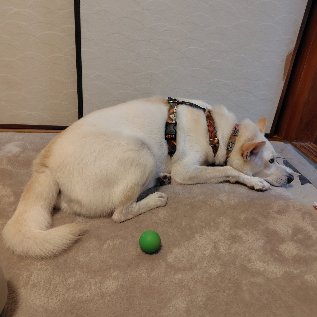 chriswow30's tweet photo. 雷がなって家の中に入れられた😆　やることないワン🐶 https://t.co/bvKR9TKUaA