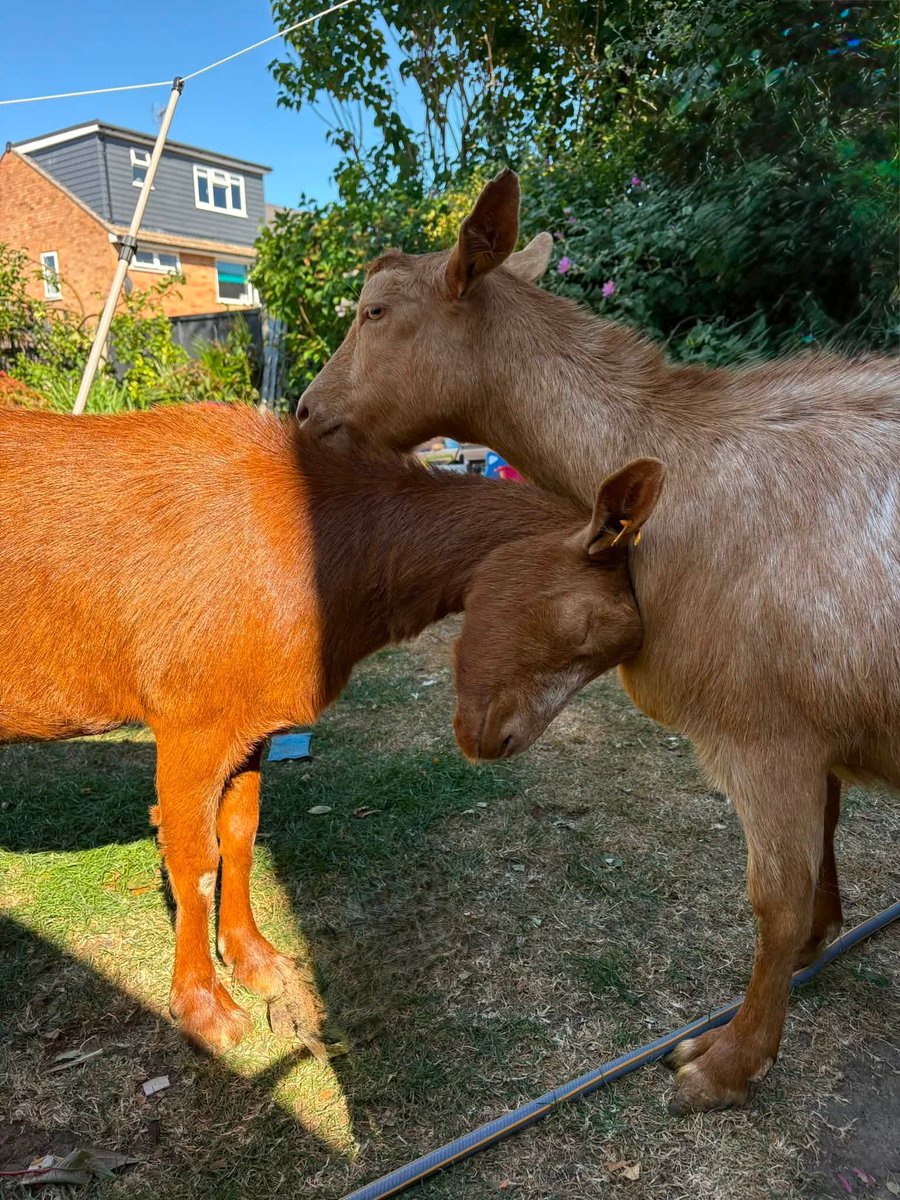 AdoptionsUk's tweet photo. Happy news!!! Please retweet, MAGGIE AND MAPLE HAVE NOW BEEN FOUND #KENT  #UK 
 ' This has been such a rollercoaster of emotions and I just am so overwhelmed by the public and all their help in finding my two beautiful goats.   9 days in total missing and I’ve managed to bring them home!! 
😀😀😀😀😀
Please enjoy some wonderful photos of their reunion back together and will never be apart again. They deserve to be so happy getting all the love and treats in the world.
Finding maple she fell her body weight on me in a sign of relief and Maggie screamed loudly when seeing me dragging the officer towards me putting her face straight up to mine.
Thank you so so much everyone.'
Original post from the owner on facebook 👇
https://t.co/QgwLWsGpem

#MaggieandMaple @BBCNews @itvnews @GBNEWS @GMB #adoptdontshop #goats #StolenGoats #England #Wales #Scotland #London 

Maggie and Maple are home. Thank you to everyone who retweeted. It worked xx