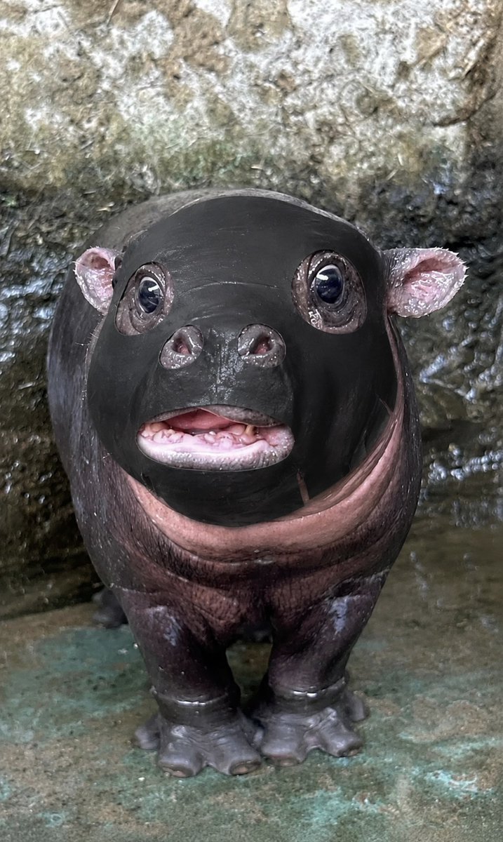 daflsum's tweet photo. ลุคมากองของน้องหมูเด้ง https://t.co/01XM3cQ50l