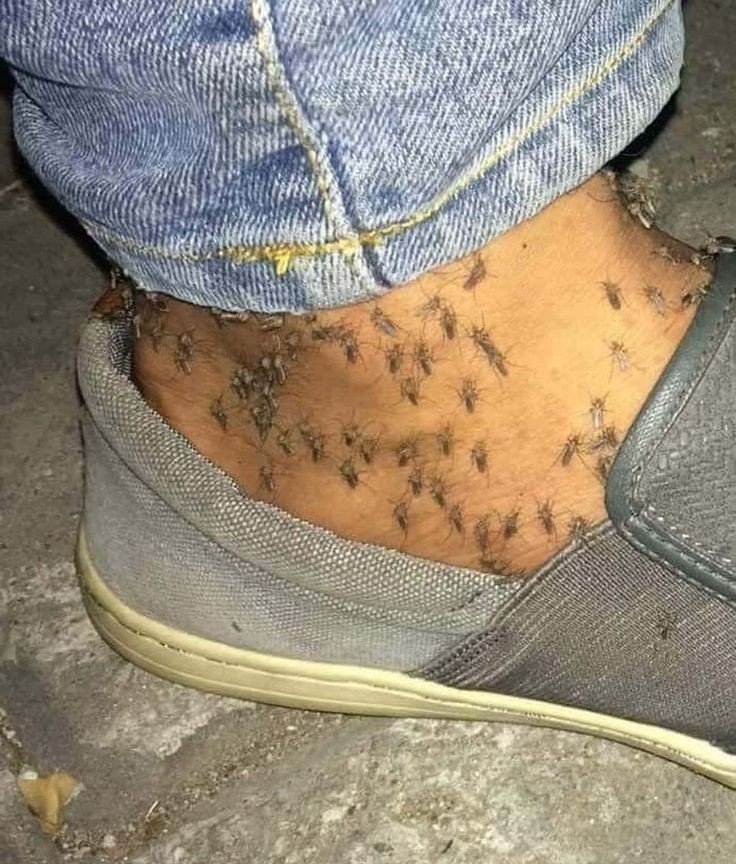 Idarabasimi's tweet photo. Hey @grok,  I'm curious, did he go on to live for another three days after that mosquitoes incident? https://t.co/gTQGz8gT5P