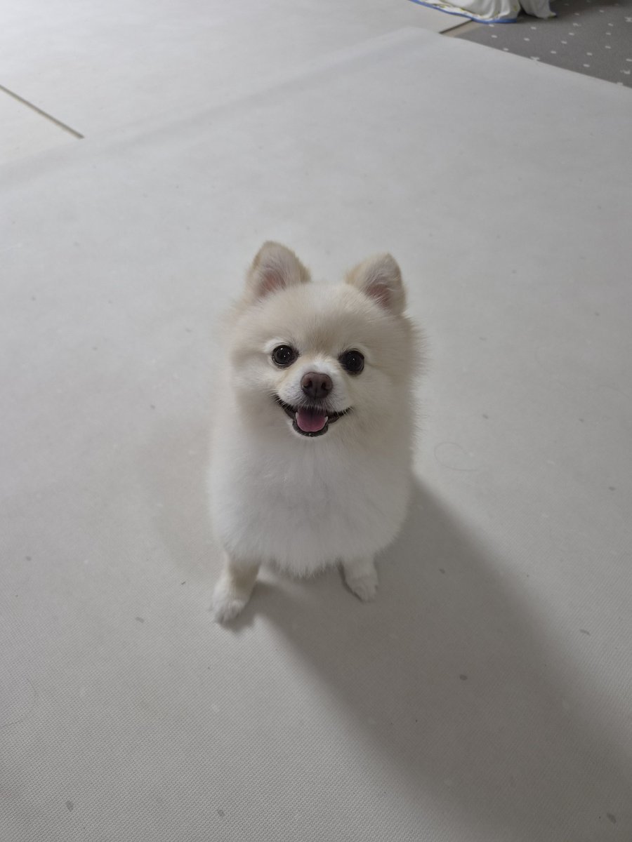 Great_SeolA's tweet photo. #파판_트친소

유령계 풀린 기념으러 돌려여
로스갈 여성유저에여

절/영식 섭힐로 가고 수제트윗은 가금 강쥐사진 올라와요 탐라에 알티기계를 심어보세요 당신의 심심한 타임라인을 추탐으로 만들어드림니다 (가끔가다 딴장르 취향캐만나서 알티할수도ㅣㅅ음) https://t.co/nqL2VPCalc