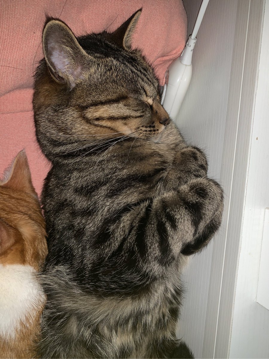L950620's tweet photo. 下班瘫沙发上，猫脚软乎乎搭我腿上，原来治愈一天累意的，是毛小家伙的软乎乎呀～， https://t.co/6Dr3SYWKRA