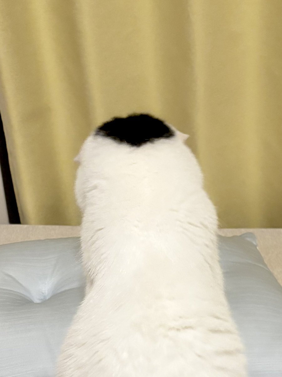 takeru0321neko's tweet photo. 猫の後頭部かわいい https://t.co/i6rv5xqaew