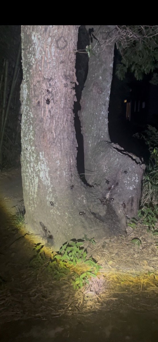 hkhg_y's tweet photo. 昨日の夜、少し涼しかったせいか家の近くの木にカブトムシが大量にいて、ここまでくると気持ち悪いぐらいだった。30匹ぐらいいたような https://t.co/Nn7VMvNEaX