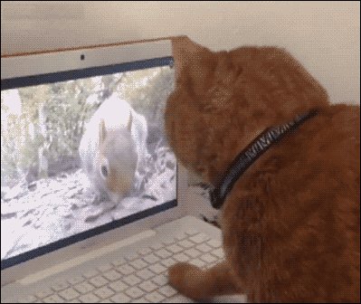 indy1039's tweet photo. Just checked the 3rd cat video of the day… work can wait 5 mins right https://t.co/GQxgZqDP0o