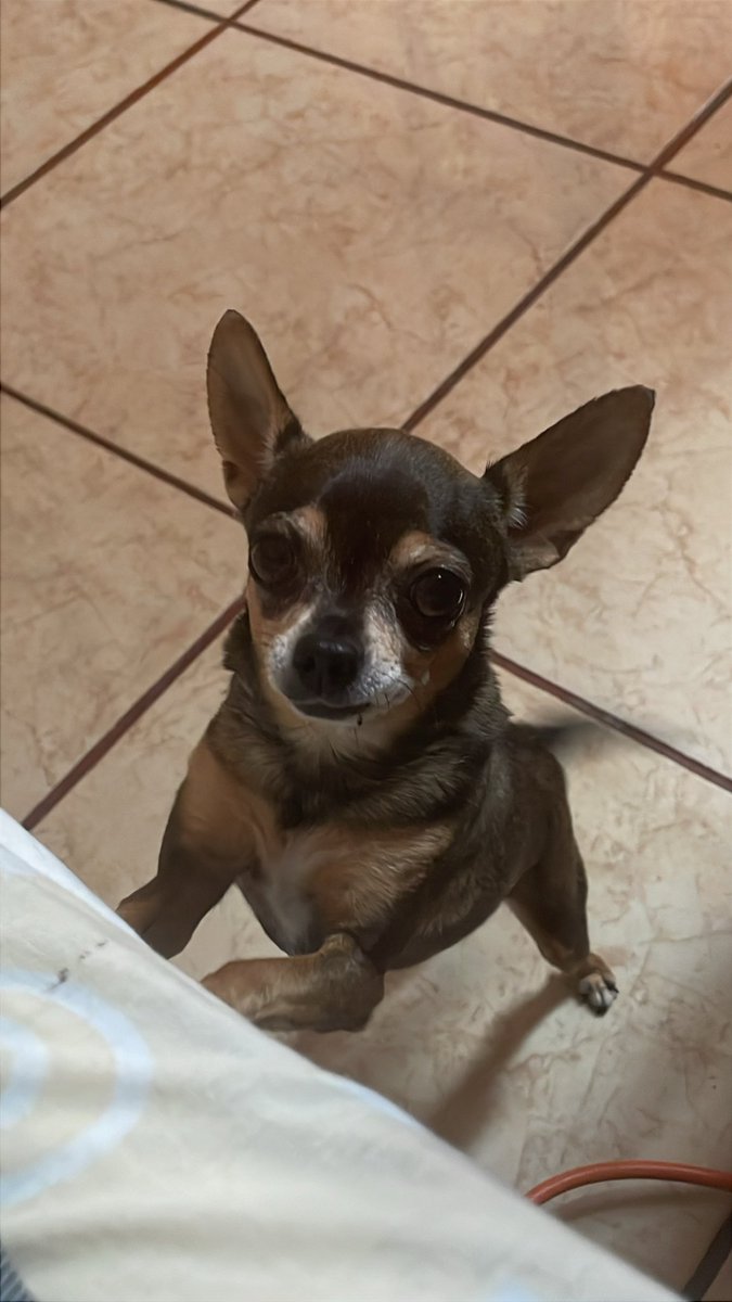 valrojassm's tweet photo. pero hay alguien que no me ha dejado ni un segundo a pesar de todo https://t.co/5hM41E5uvO