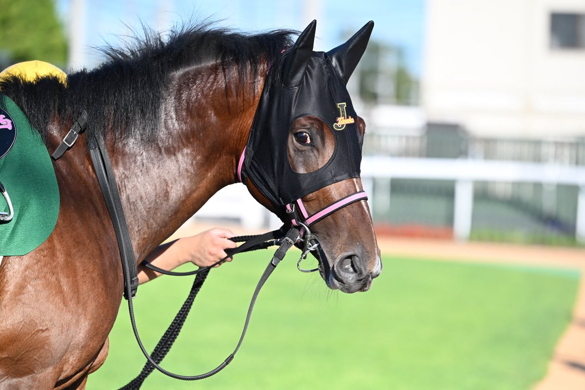 realdabista2525's tweet photo. #アクタール は7/30（木）門別競馬 第2レース（14:50発走）2歳未勝利（1700m）に出走いたします

12頭立ての３枠3番で鞍上はデビュー戦の勝ち馬に騎乗していた宮内勇樹騎手

全馬初対戦で力関係はわかりませんがとにかく頑張れあたる！

▼出走表はこちら
https://t.co/L2w8dQ7cOi

#リアルダビスタ https://t.co/Vts3ukezt7