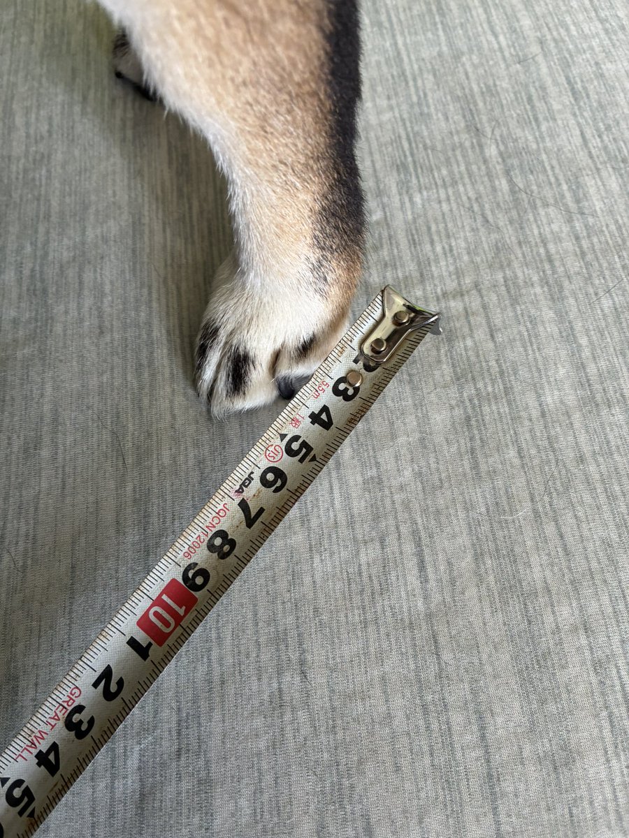ohagi_96_shiba's tweet photo. いぬの足、5.2cm https://t.co/wRlzWF20Sn