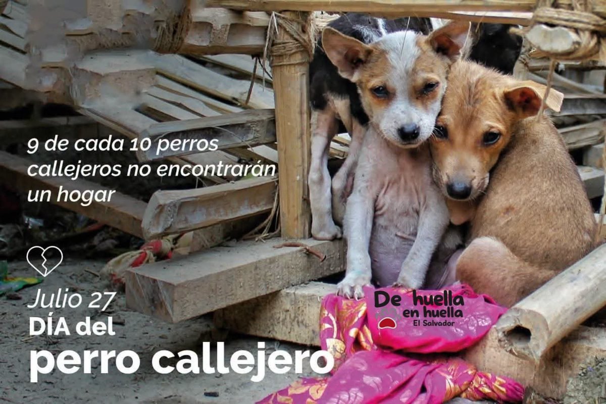 lyssitta's tweet photo. 27 de julio , "Día Internacional del Perro  Callejero" 🐕

De acuerdo a la Organización Mundial de la Salud (OMS), el 70% de los cachorros que hay en el mundo están en las calles... Por esta razón, el objetivo principal de este día, es crear conciencia sobre el maltrato que sufren los perros abandonados en la calle y sobre la necesidad de darles un hogar;  hacer hincapié en recibir a estos animales en los hogares como nuevos integrantes de la familia 

La iniciativa de esta conmemoración fue impulsada en el año 2008 por Ignacio Gac, un periodista chileno, quien la promovió por toda Latinoamérica a través de las redes sociales. El joven eligió el mes de julio, debido a que a las bajas temperaturas del período invernal exponen a los perros de la calle al frío y a contraer alguna enfermedad

Cada día, millones de perros son abandonados en las calles y son víctimas del maltrato e indiferencia de los seres humanos ... 

Los perros callejeros son producto de la IRRESPONSABILIDAD DE SUS DUEÑOS, DE LA APATIA DE LA SOCIEDAD Y DE LA INDIFERENCIA DEL ESTADO!

Adopta
Adopta por y con  amor
Salva una vida 💛