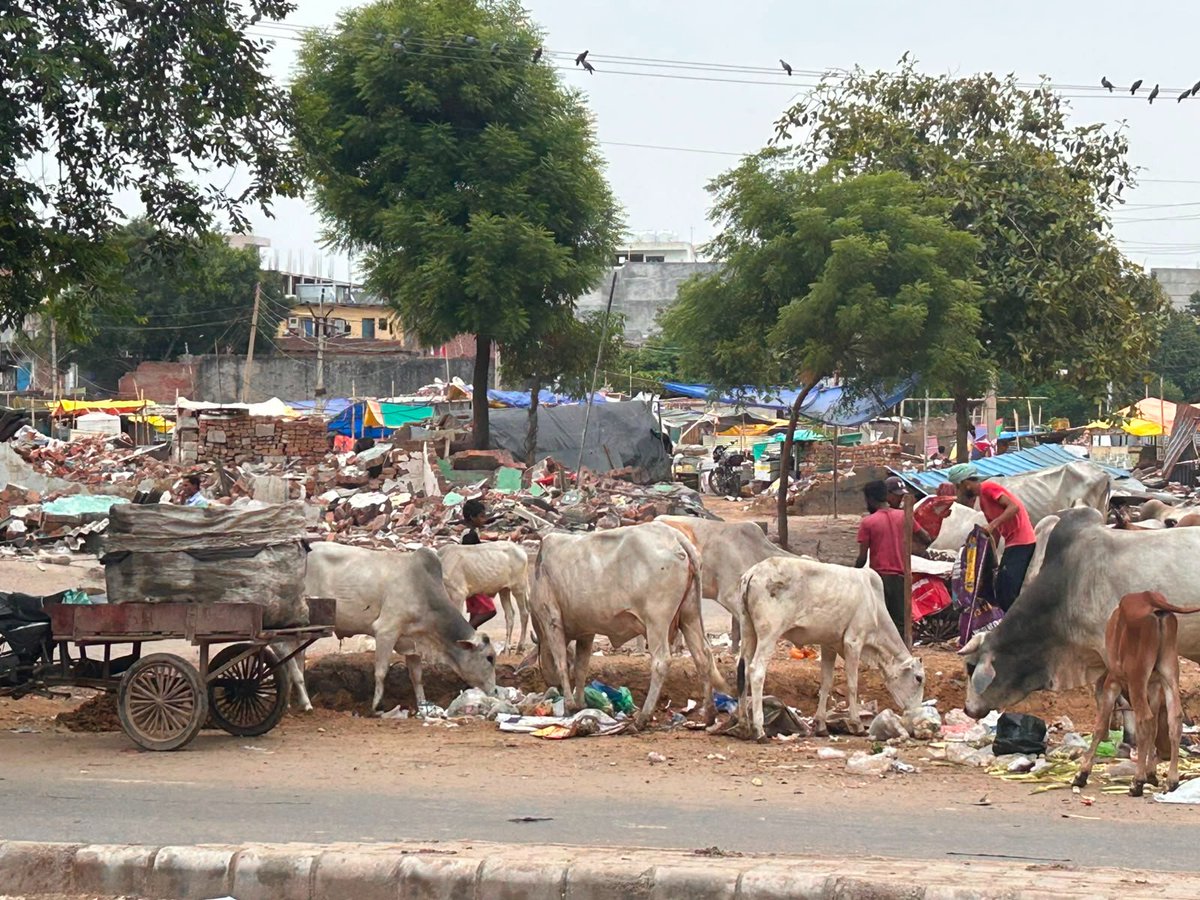 khushisinghal's tweet photo. Complaint ID-TW 21-26809
Complaint ID-TW 21-26809(A)
Complaint ID-TW 21-26809(B)
No amount of complaints, cries or requests are moving the authorities. After a clean day yesterday we are back to square one.
@CPCB_OFFICIAL 
@MunCorpGurugram 
@DC_Gurugram 
@cmohry 
@VipulGoelBJP . https://t.co/udmUhl5YYc