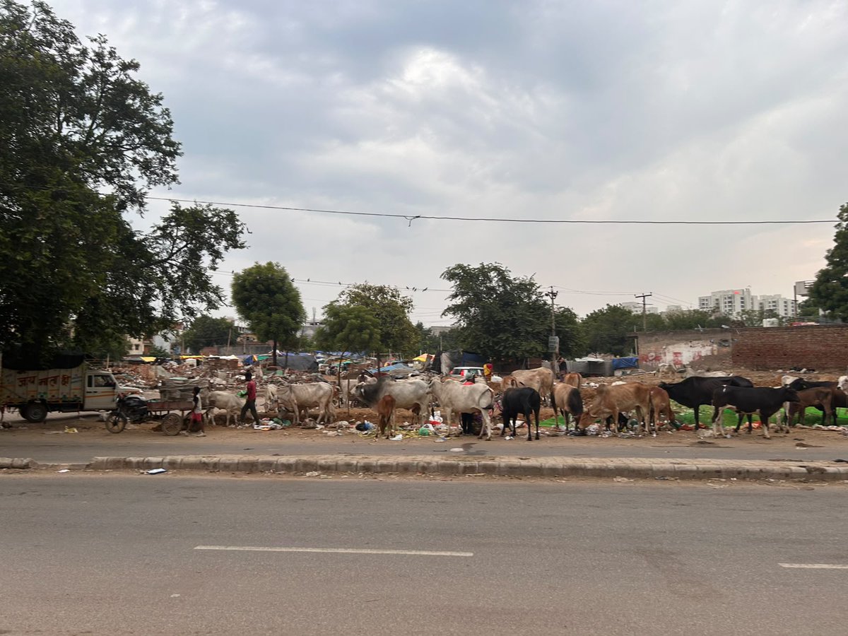 khushisinghal's tweet photo. Complaint ID-TW 21-26809
Complaint ID-TW 21-26809(A)
Complaint ID-TW 21-26809(B)
No amount of complaints, cries or requests are moving the authorities. After a clean day yesterday we are back to square one.
@CPCB_OFFICIAL 
@MunCorpGurugram 
@DC_Gurugram 
@cmohry 
@VipulGoelBJP . https://t.co/udmUhl5YYc
