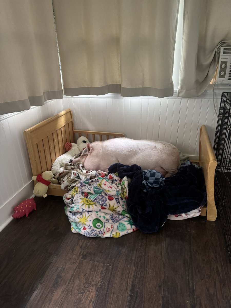 ItsPiggieSmalls's tweet photo. Snug as a bug in a rug 😌 #petpig #minipig #housepig https://t.co/LU14BF6j4C