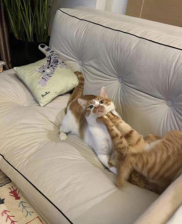 PunchingCat's tweet photo. https://t.co/RtkhfEkDhL
