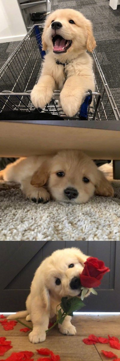 antoniog181's tweet photo. Nothing beats coming home to a wagging tail and warm purr—your pet’s love is the best daily pick-me-up https://t.co/5g7p9mRXde