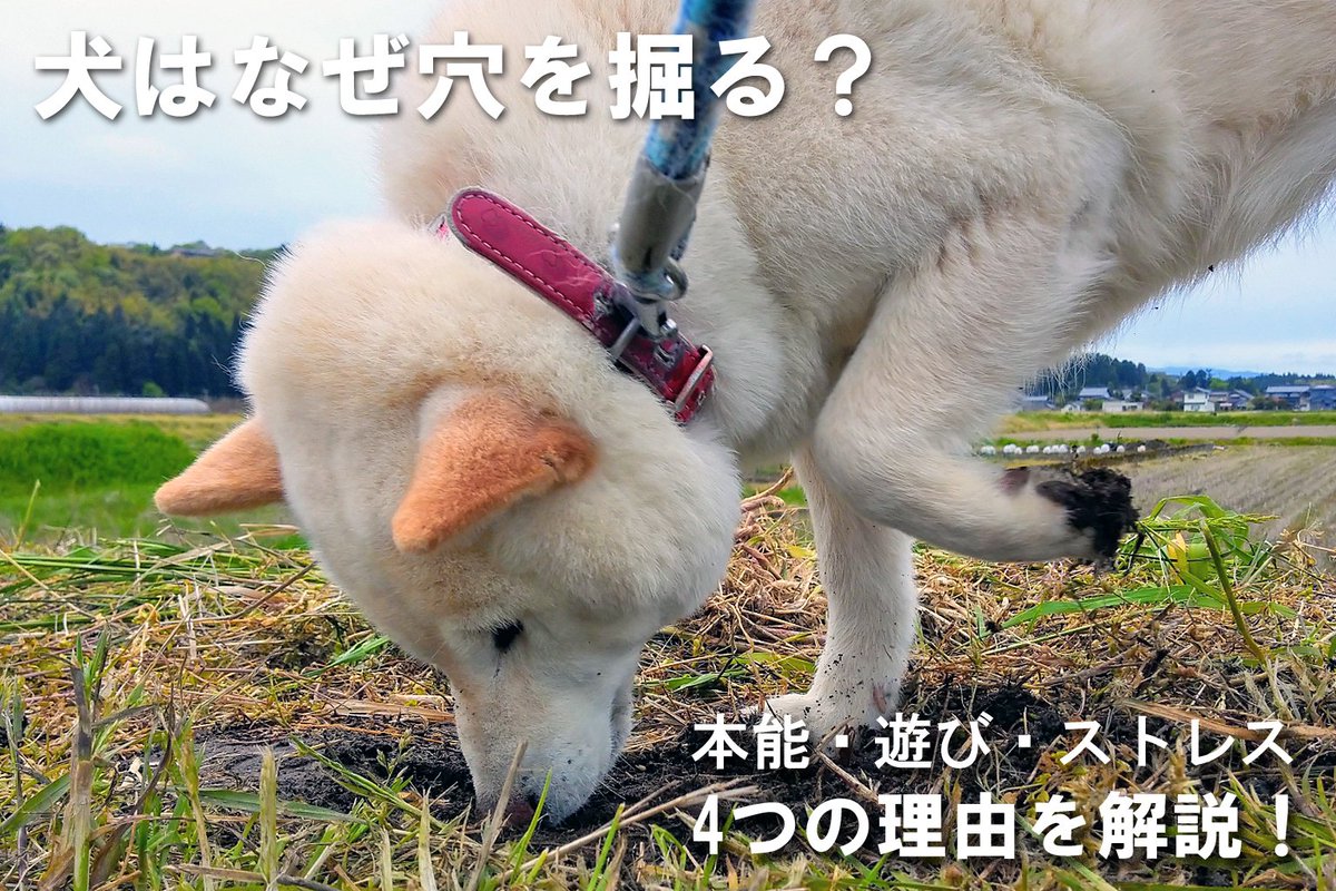 E1vTk's tweet photo. 庭や公園で穴を掘ったり、ベッドや毛布を前足でカリカリ掘ったり…。
その行動には犬ならではの意味があります。
✔ 宝物を隠す習性
✔ 寝床づくり
✔ 暑さ寒さへの対応
✔ ストレス発散

「うちの子も同じ！」と思った方は、ぜひ記事をご覧ください。

https://t.co/gQB3FdLZG6 https://t.co/cyTTkadgvO