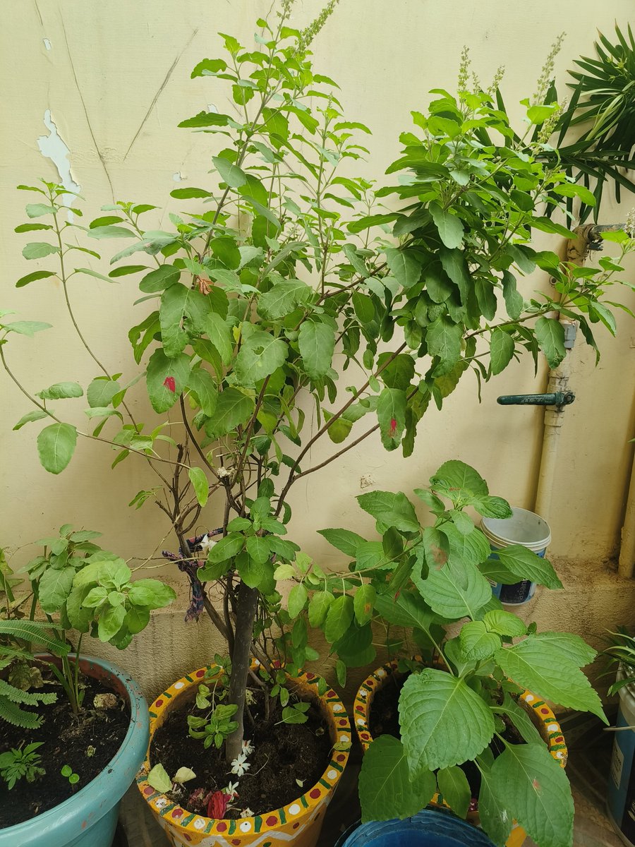 varshabts999's tweet photo. తులసి మొక్క వల్ల ప్రయోజనాలు...
రోగ నిరోధక శక్తి : తులసిలో యాంటీ-బ్యాక్టీరియల్, యాంటీ-వైరల్ గుణాలు ఉంటాయి. రోజూ 2-3 ఆకులు నమలితే జలుబు, దగ్గు, జ్వరం దూరంగా ఉంటాయి
శ్వాసకోశ సమస్యలు: ఆస్తమా, బ్రాంకైటిస్, అలర్జీలకు తులసి టీ చాలా మంచిది
#Thulasi https://t.co/18s6ExDzF7